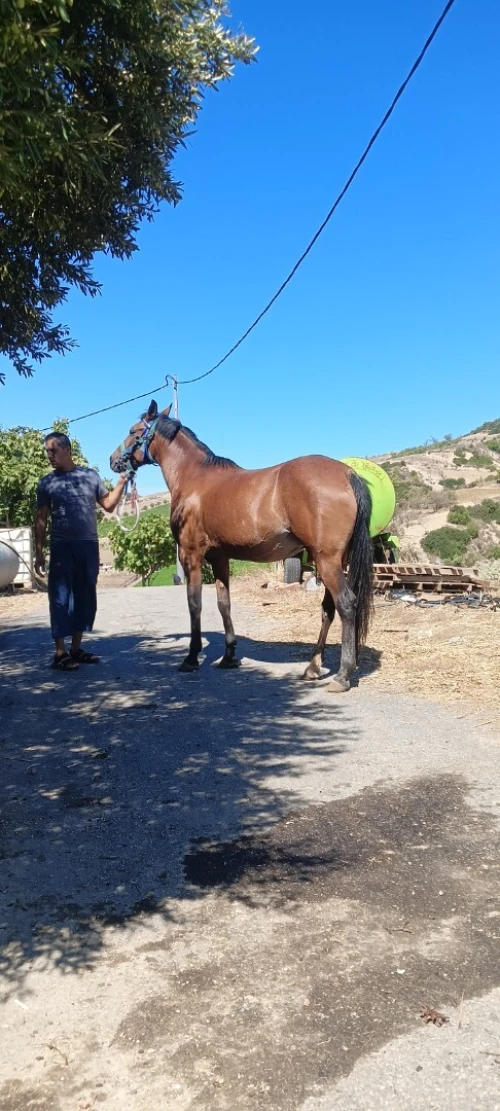 Cheval حصان 