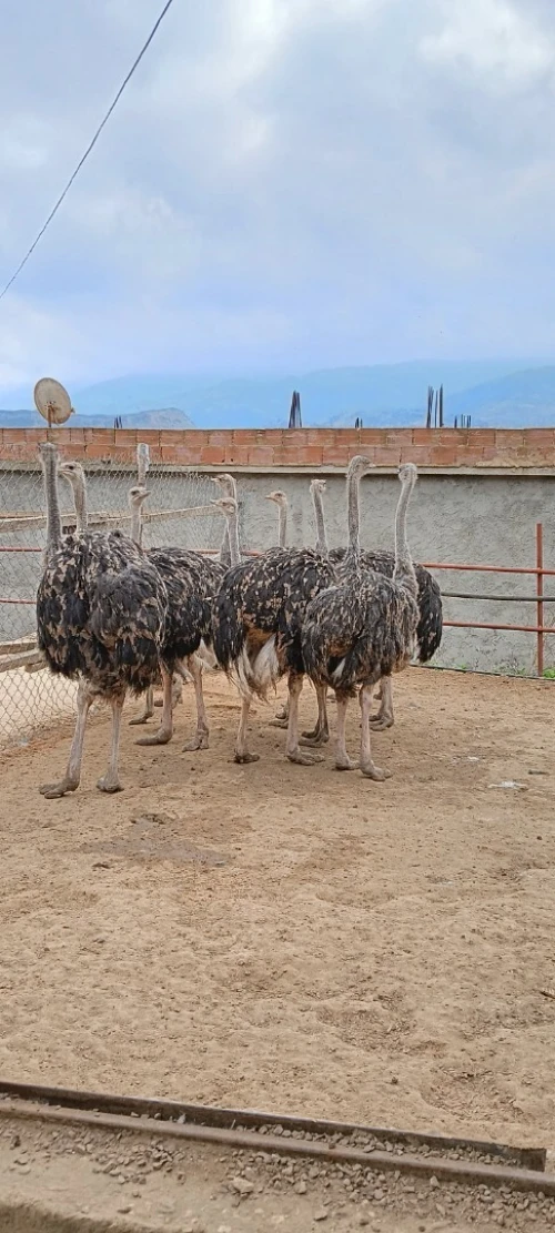 Autriche نعام إفريقي