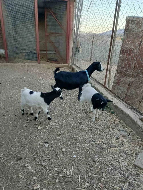 Chèvre naine ماعز القزم 