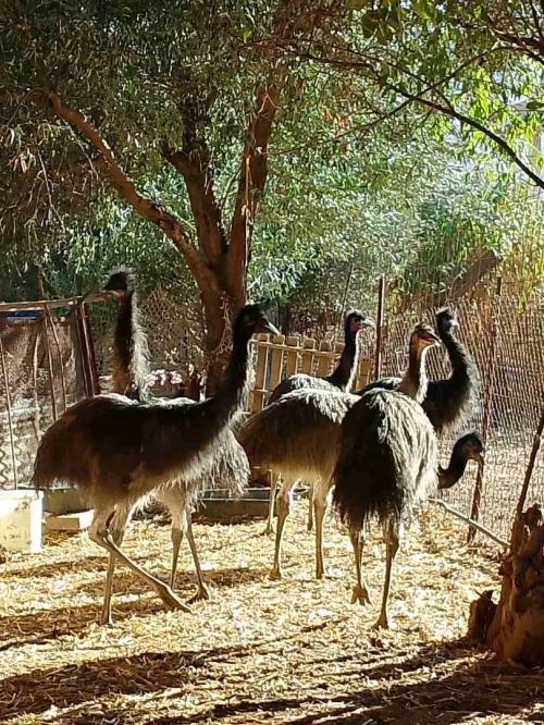 نعام أسترالي Autriche 