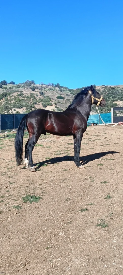 Cheval حصان