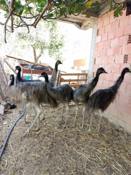 نعام أسترالي Autriche 