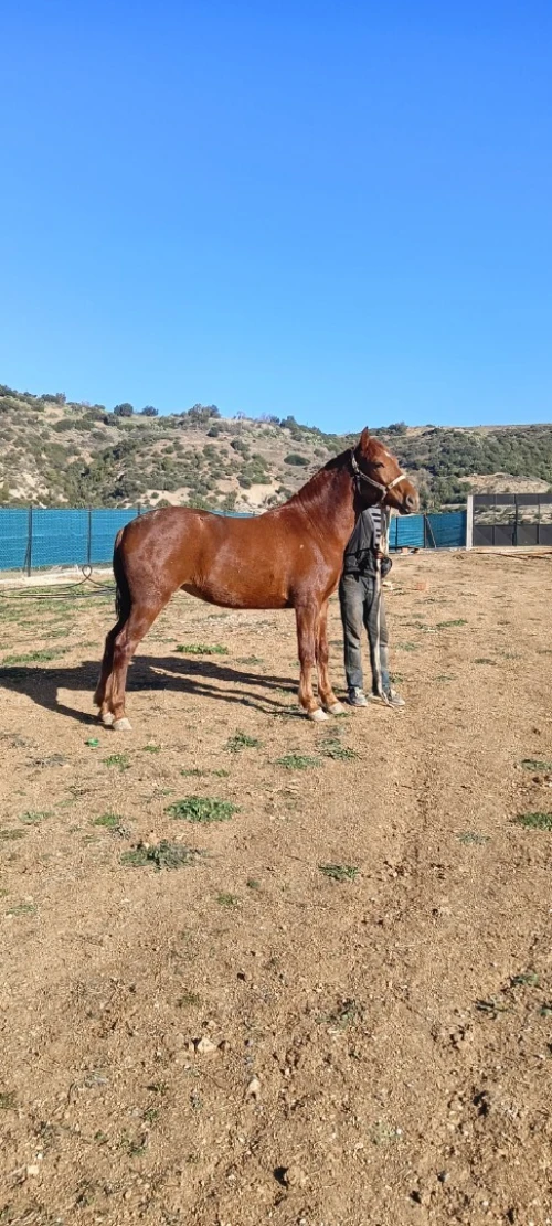 Cheval حصان