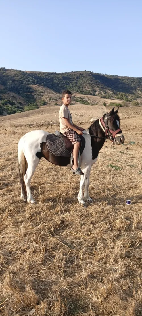 Pony cheval 
