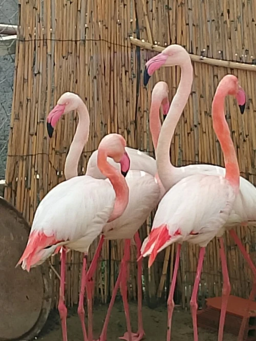 flamant rose طائر النحام الوردي