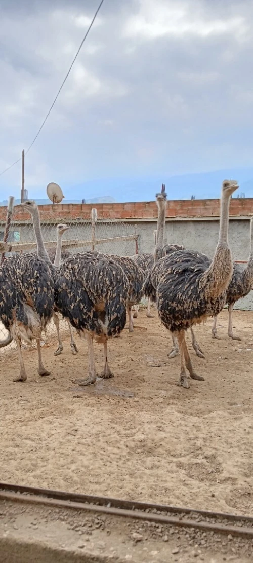 Autriche نعام إفريقي