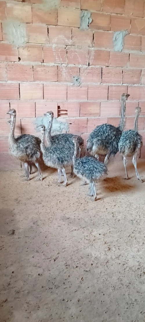Autriche نعام إفريقي