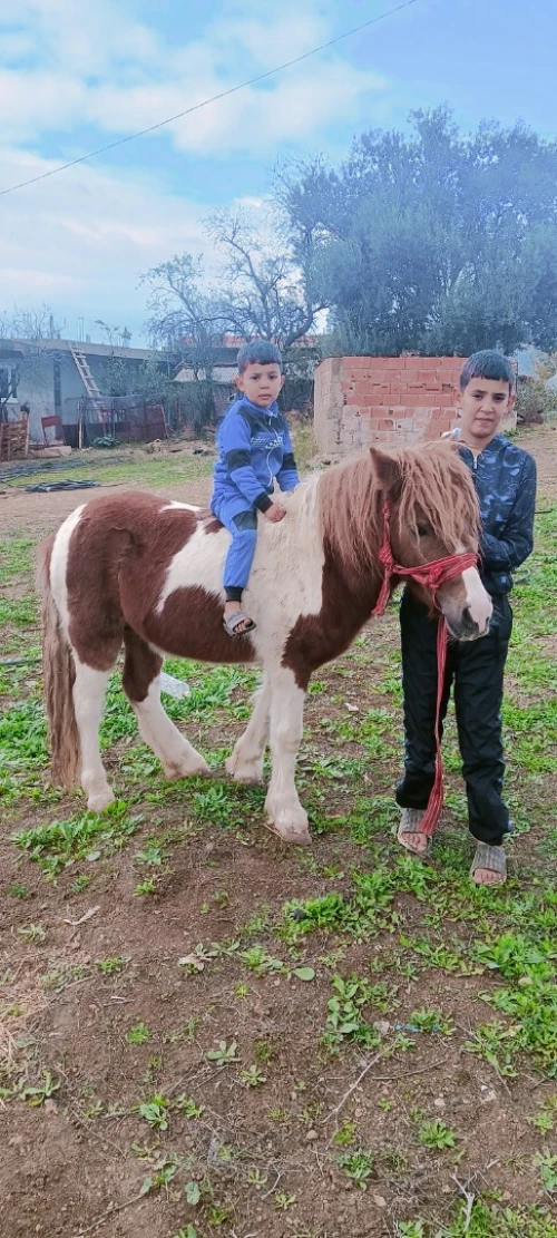 Cheval poney حصان البوني او القزم 
