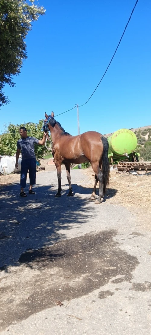 Cheval حصان 
