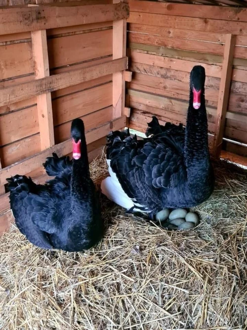 البجع الاسود cygne noir
