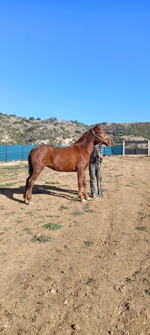 Cheval حصان