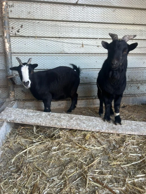 Chèvre naine ماعز القزم 