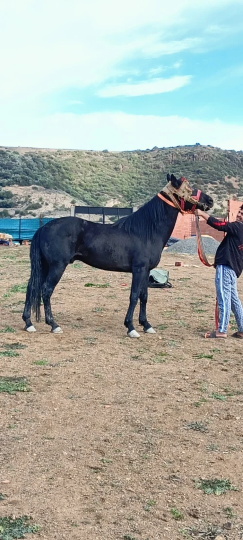 Cheval حصان