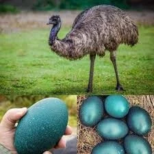 نعام أسترالي Autriche 