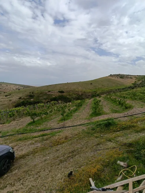 Vente Terrain Aïn Témouchent Ain kihal