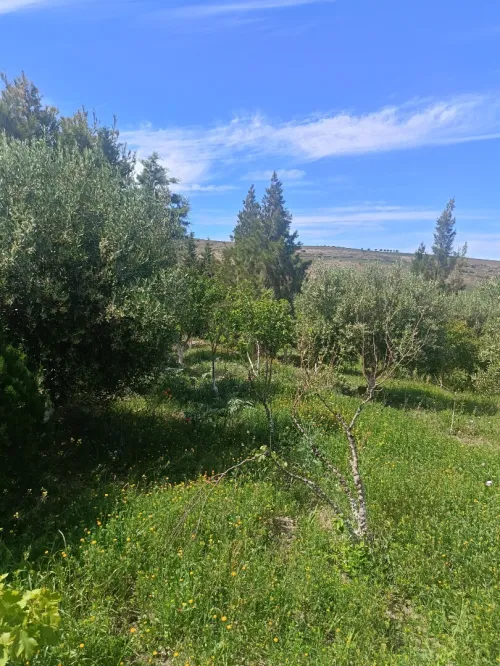 Vente Terrain Aïn Témouchent Ain kihal