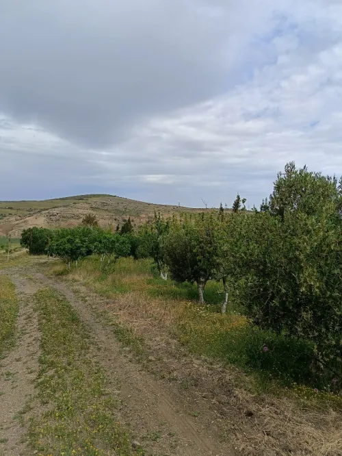 Vente Terrain Aïn Témouchent Ain kihal