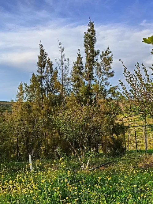 Vente Terrain Aïn Témouchent Ain kihal