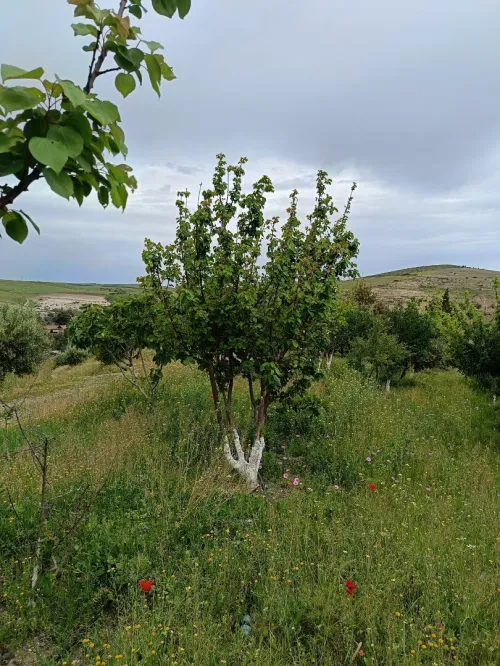 Vente Terrain Aïn Témouchent Ain kihal