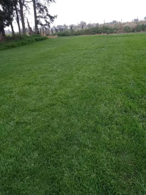 Gazon naturel عشب طبيعي 