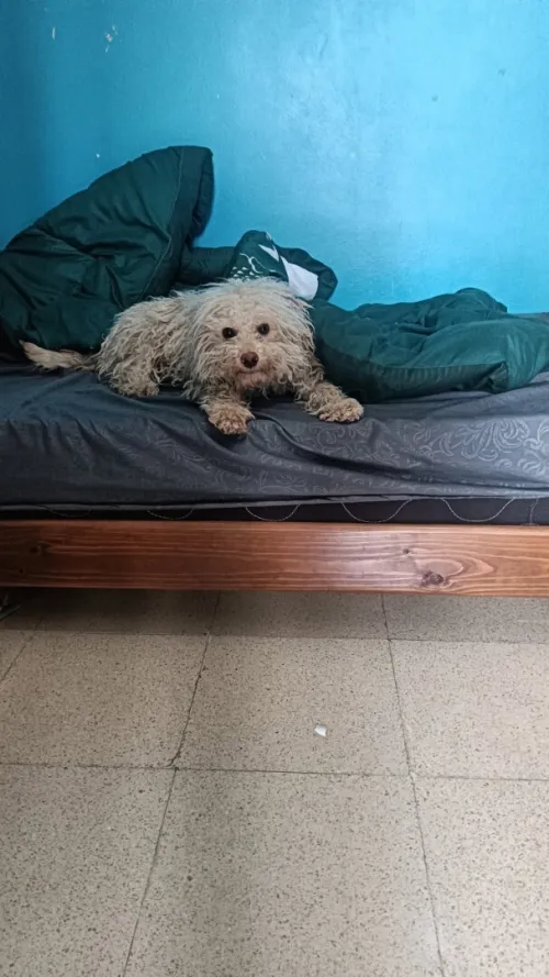 Chiennes caniche 