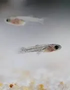 Guppys colorés à petit prix Parfaits pour votre aquarium ! (30 DA)