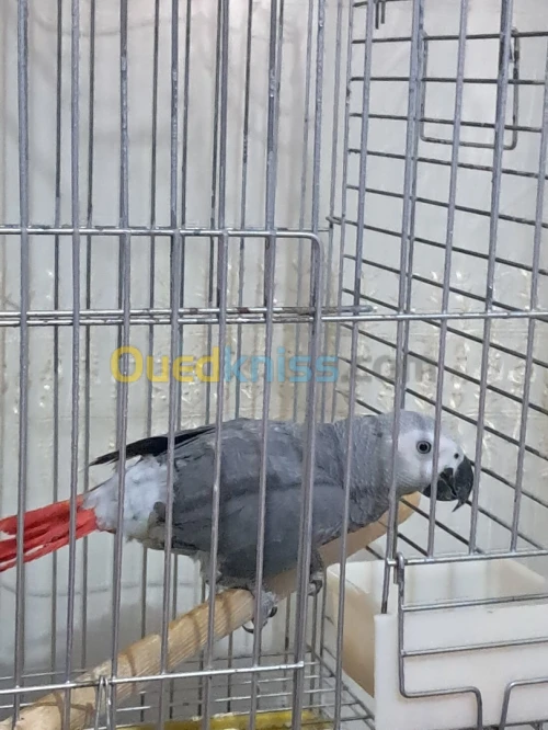 Perroquet guaboner