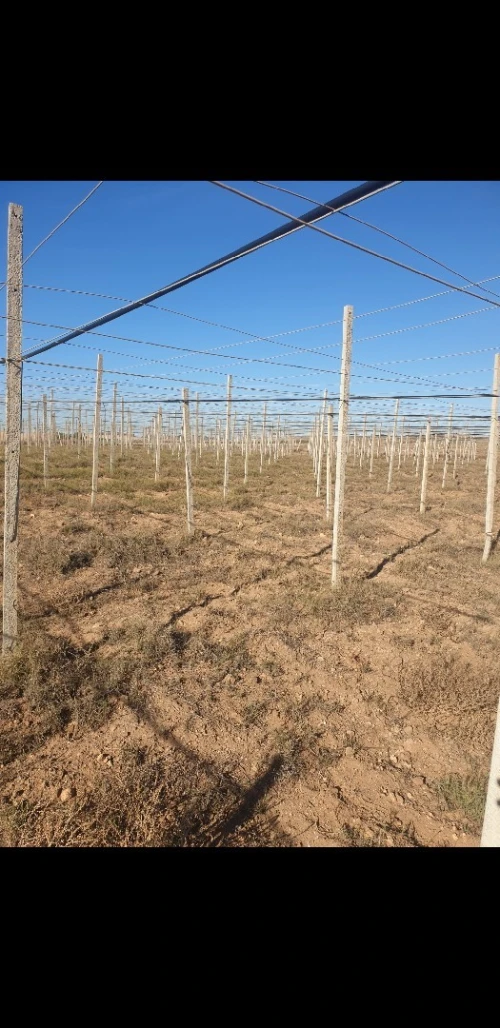 pergola عريشة