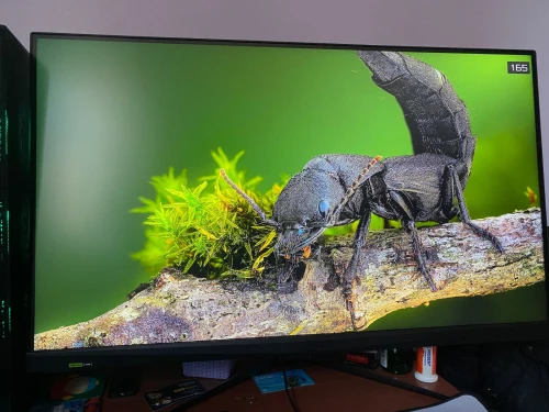 MSI G321Q  WQHD