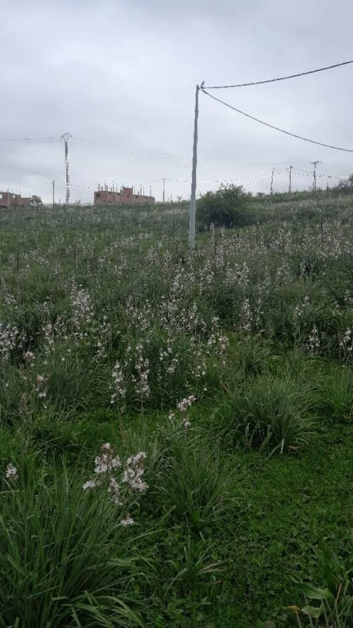 Vente Terrain Jijel Ouadjana
