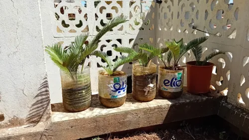 CYCAS
