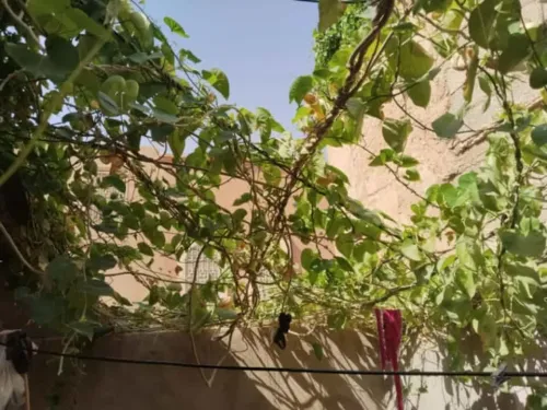 Vente Appartement F3 Ghardaïa Ghardaia