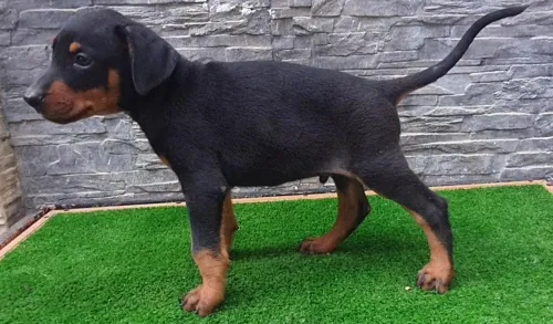 DOBERMAN douberman