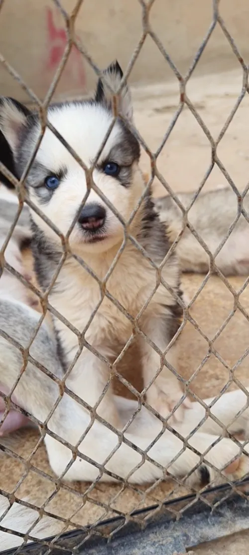 Husky