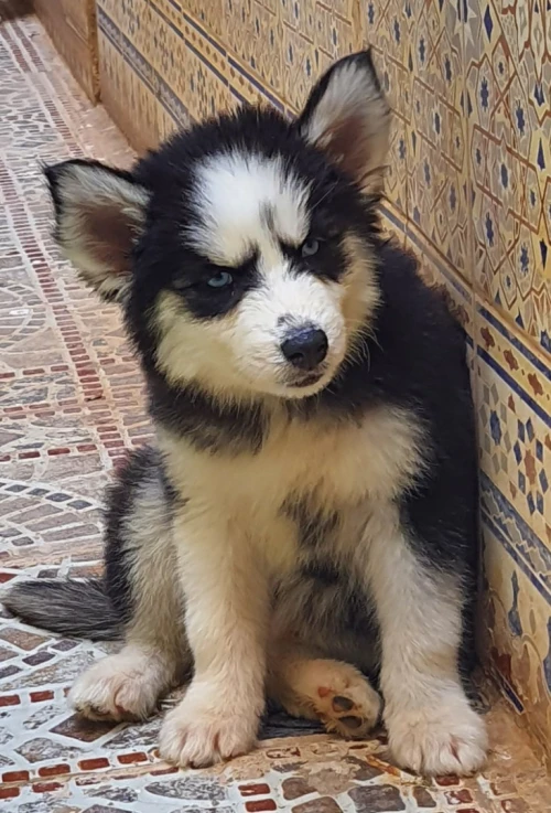 Husky