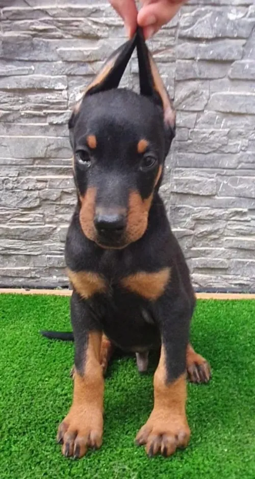 DOBERMAN douberman