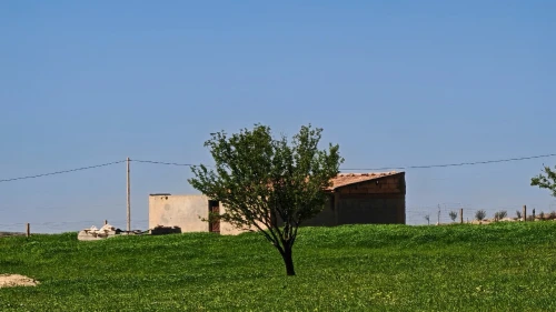 Vente Terrain Agricole Tiaret Hamadia