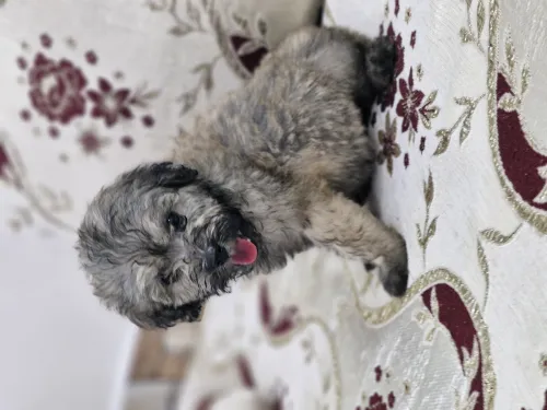Kanich bichon femelle