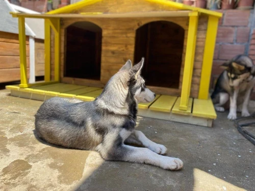 Des niches en bois tres solide pour chiens et chats