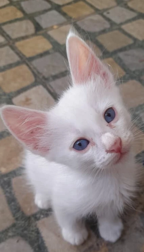 CHATONS ANGORA BLANC
