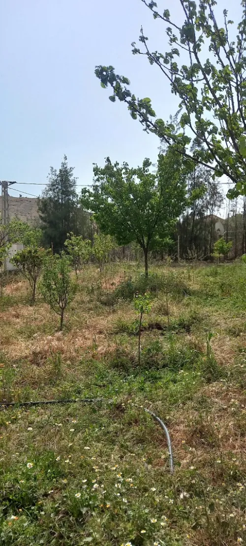 Vente Appartement Aïn Defla Bordj emir khaled chikh