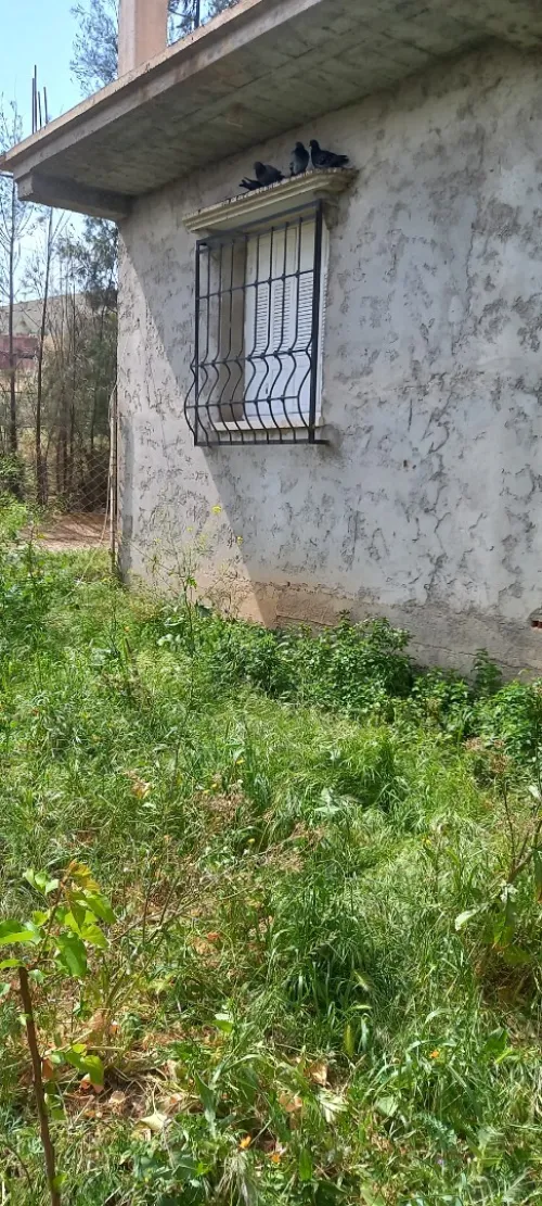 Vente Appartement Aïn Defla Bordj emir khaled chikh