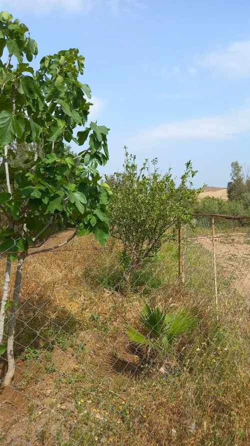 Vente Appartement Aïn Defla Bordj emir khaled chikh