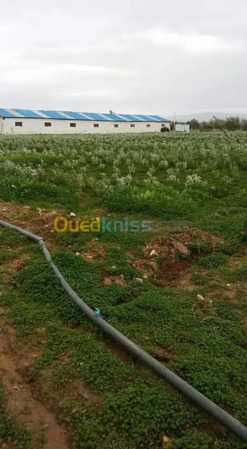 Location Oran Boutlelis