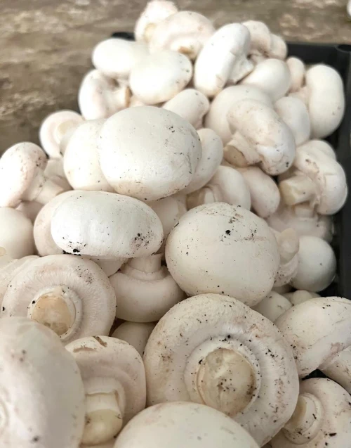 Champignons Frais - Qualité Supérieure
