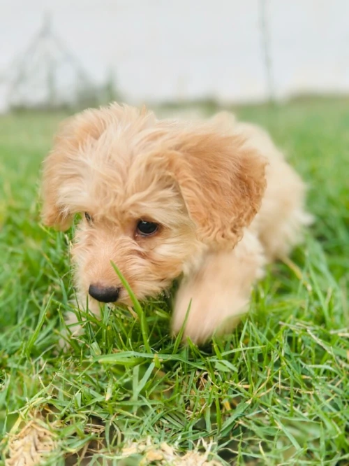 Caniches bichon femelle 3 mois