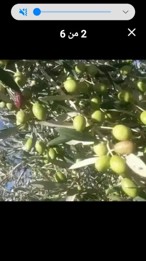 Vente Terrain Agricole Djelfa Benhar