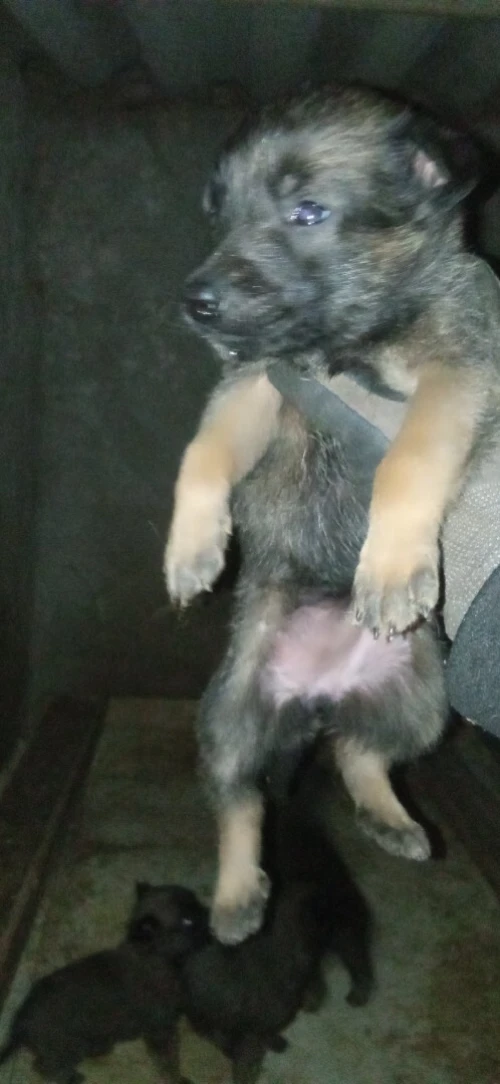 Malinois charbonnier