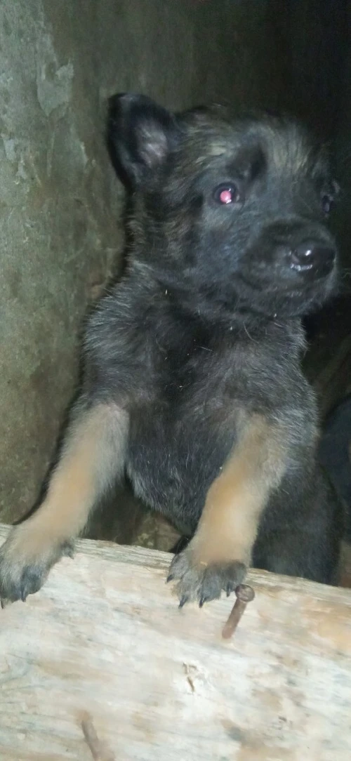 Malinois charbonnier