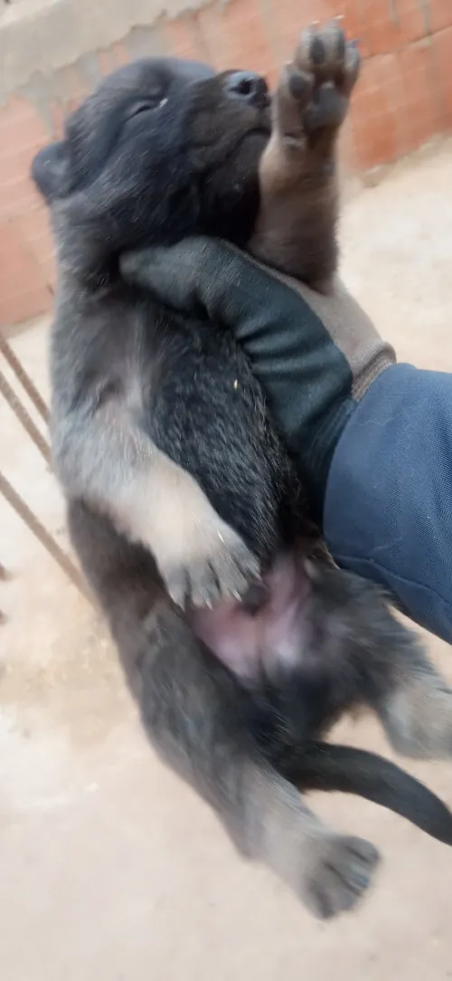 Malinois charbonnier